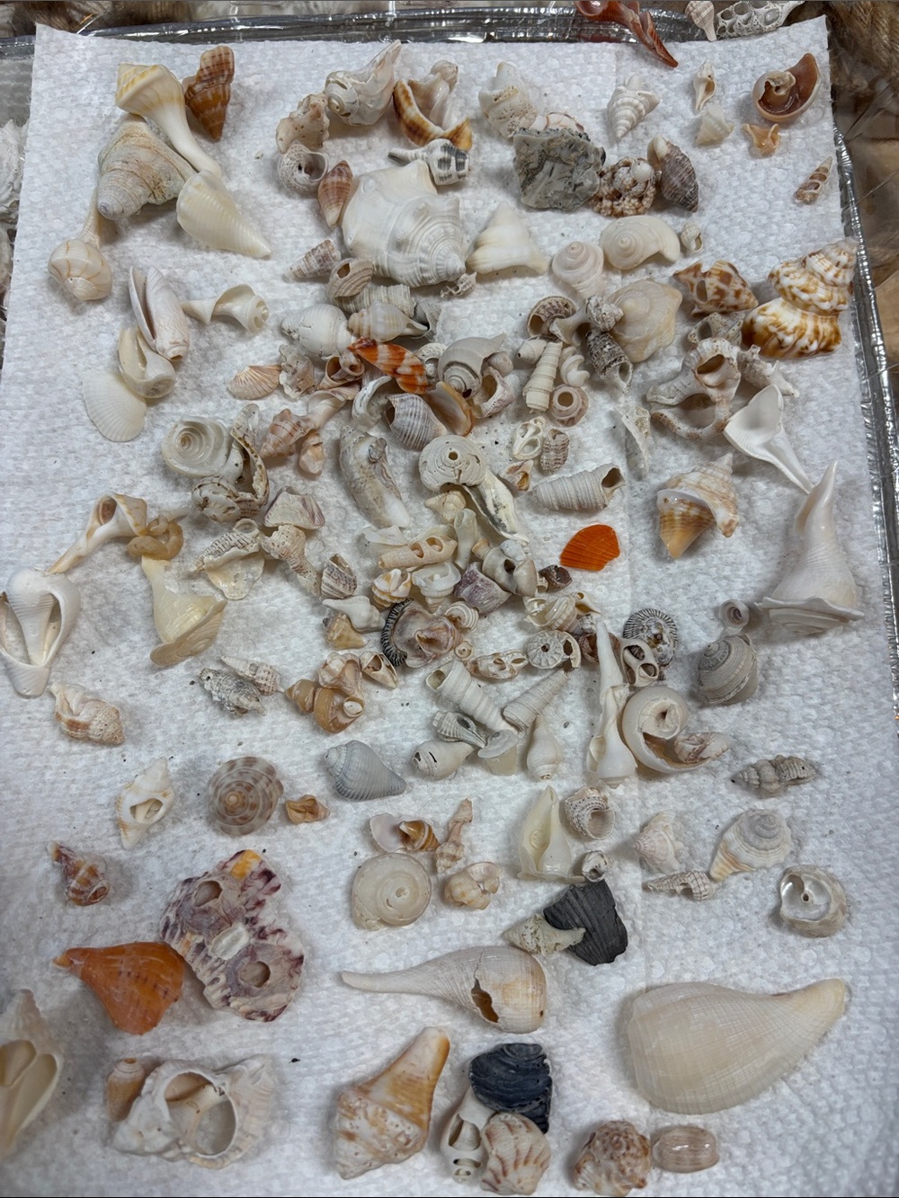 Natural Mixed Seashells Decorative Aquarium Substrate miniature Sanibel shells